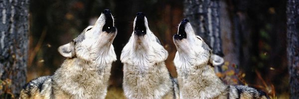 monteinthecut Profile Banner