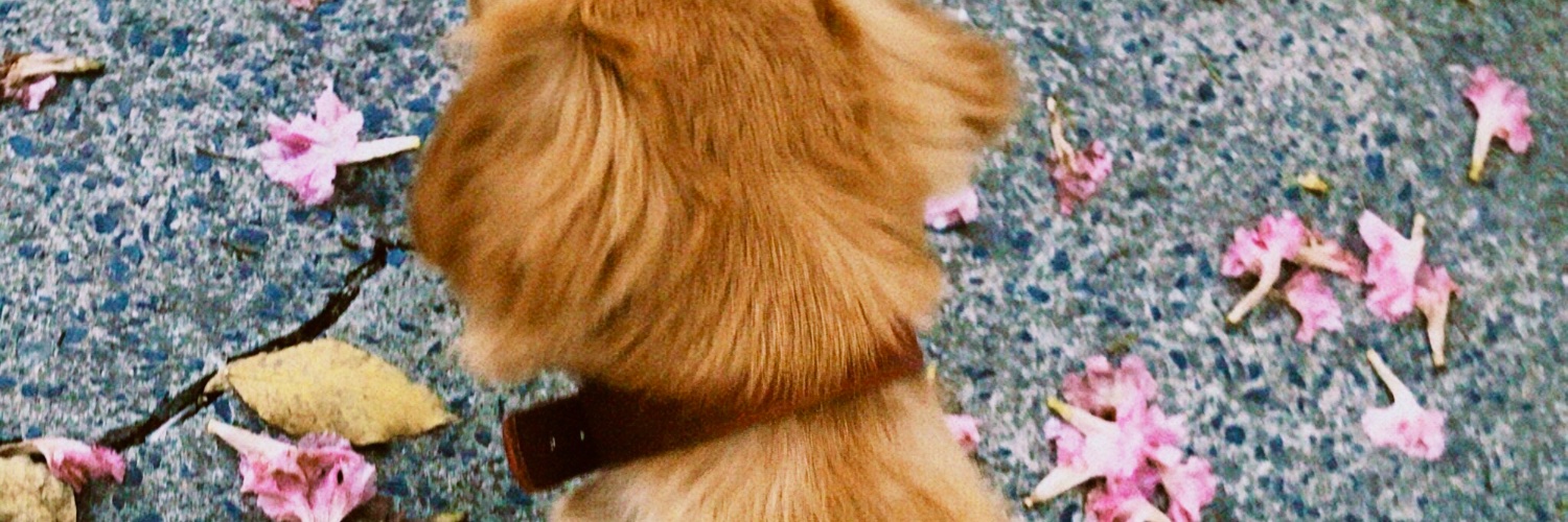 LaraBruzinga's profile banner image
