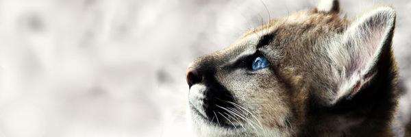 OhAnimals Profile Banner