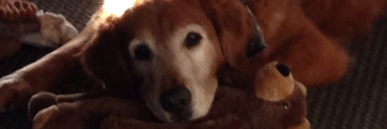 KatherineSarra's profile banner image