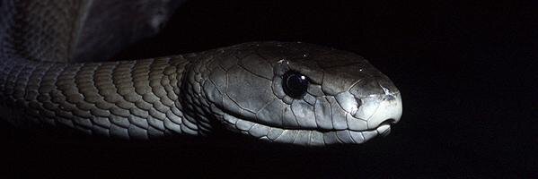 Mamba81's profile banner image