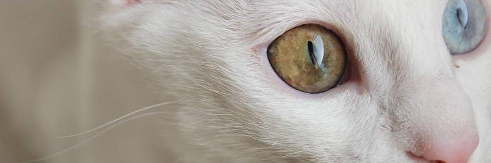 AVeryLongHandle's profile banner image
