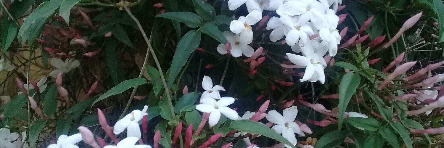 silrox15's profile banner image