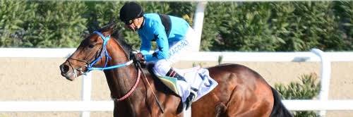 Musa Tekpetek banner