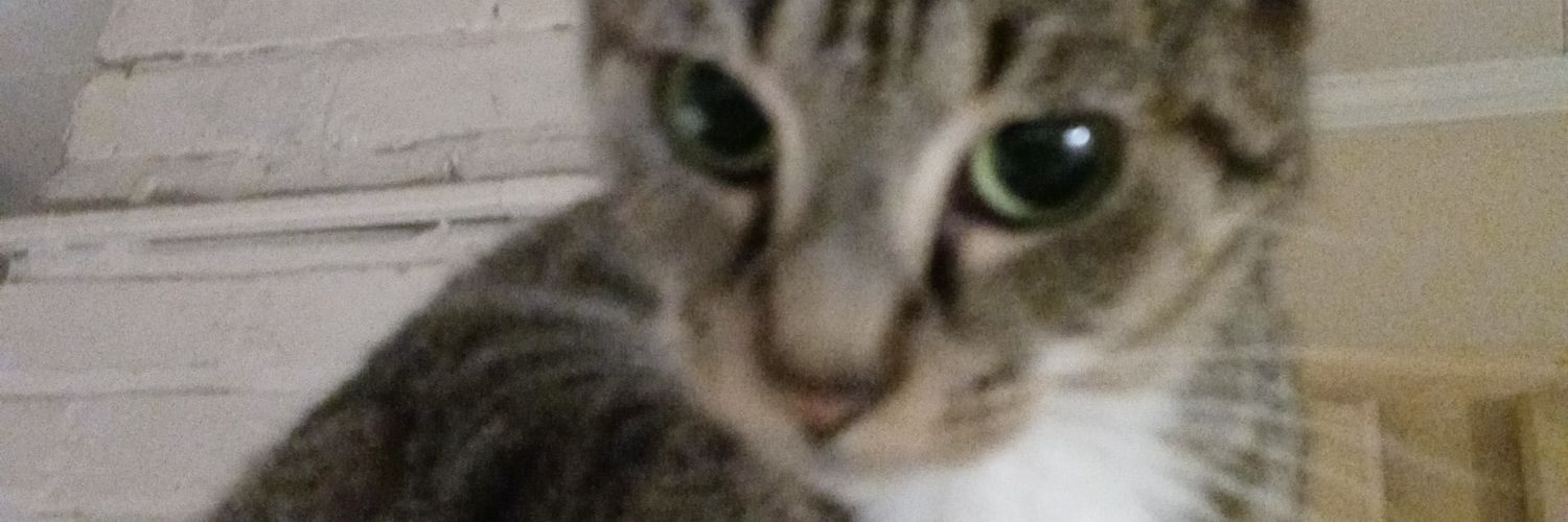 kikibiscane's profile banner image