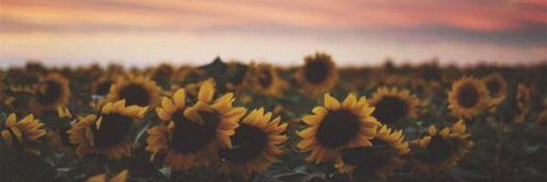MuskokaHippie's profile banner image