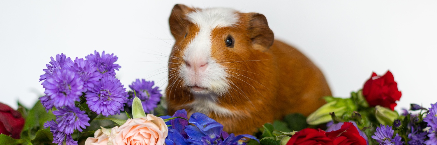 Ollie & Perry banner