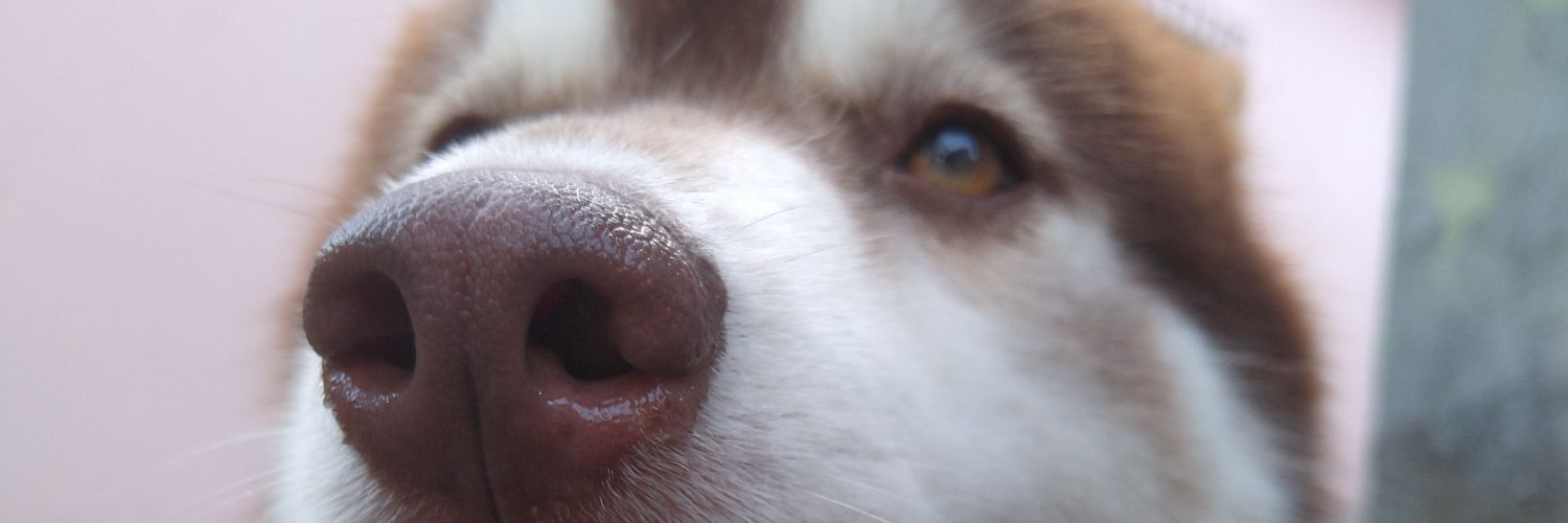 kenannysemayas's profile banner image