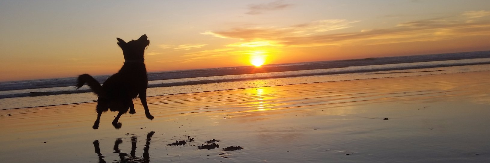 dansasie's profile banner image
