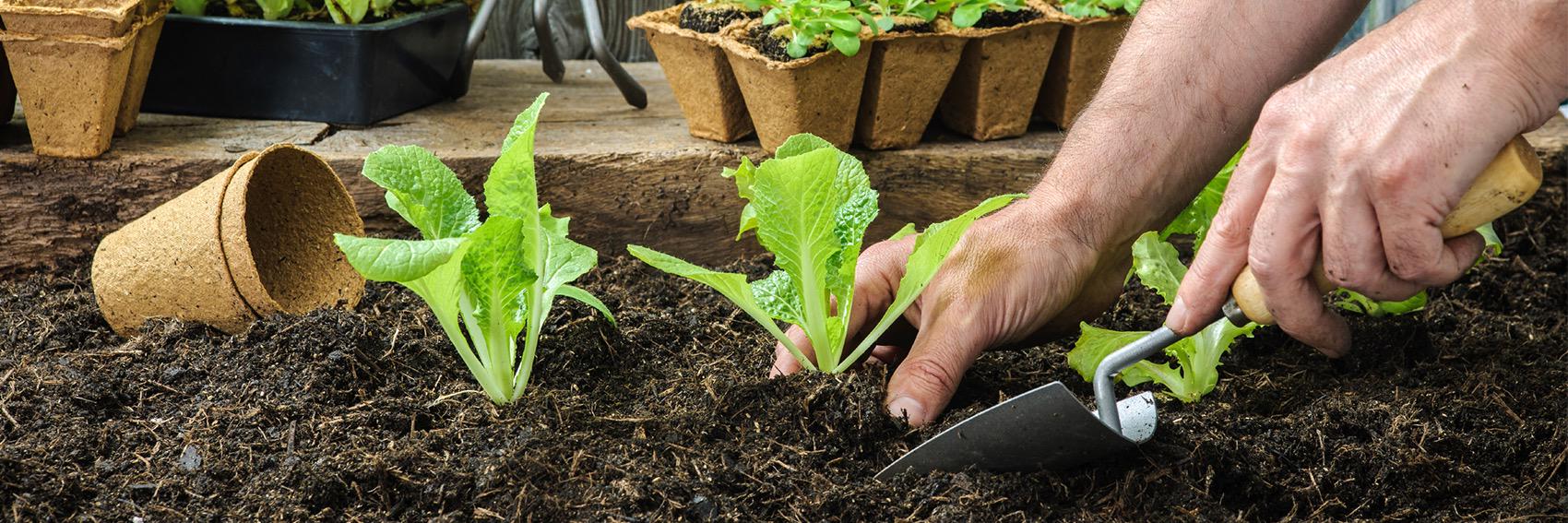 NutritionGarden's profile banner image