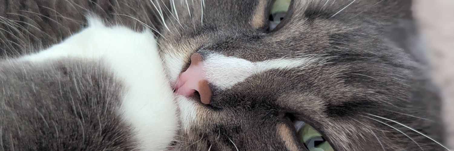 Pwnytail's profile banner image