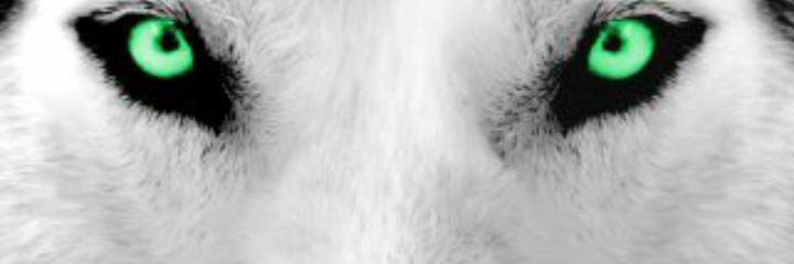 Vanessa Hogle banner