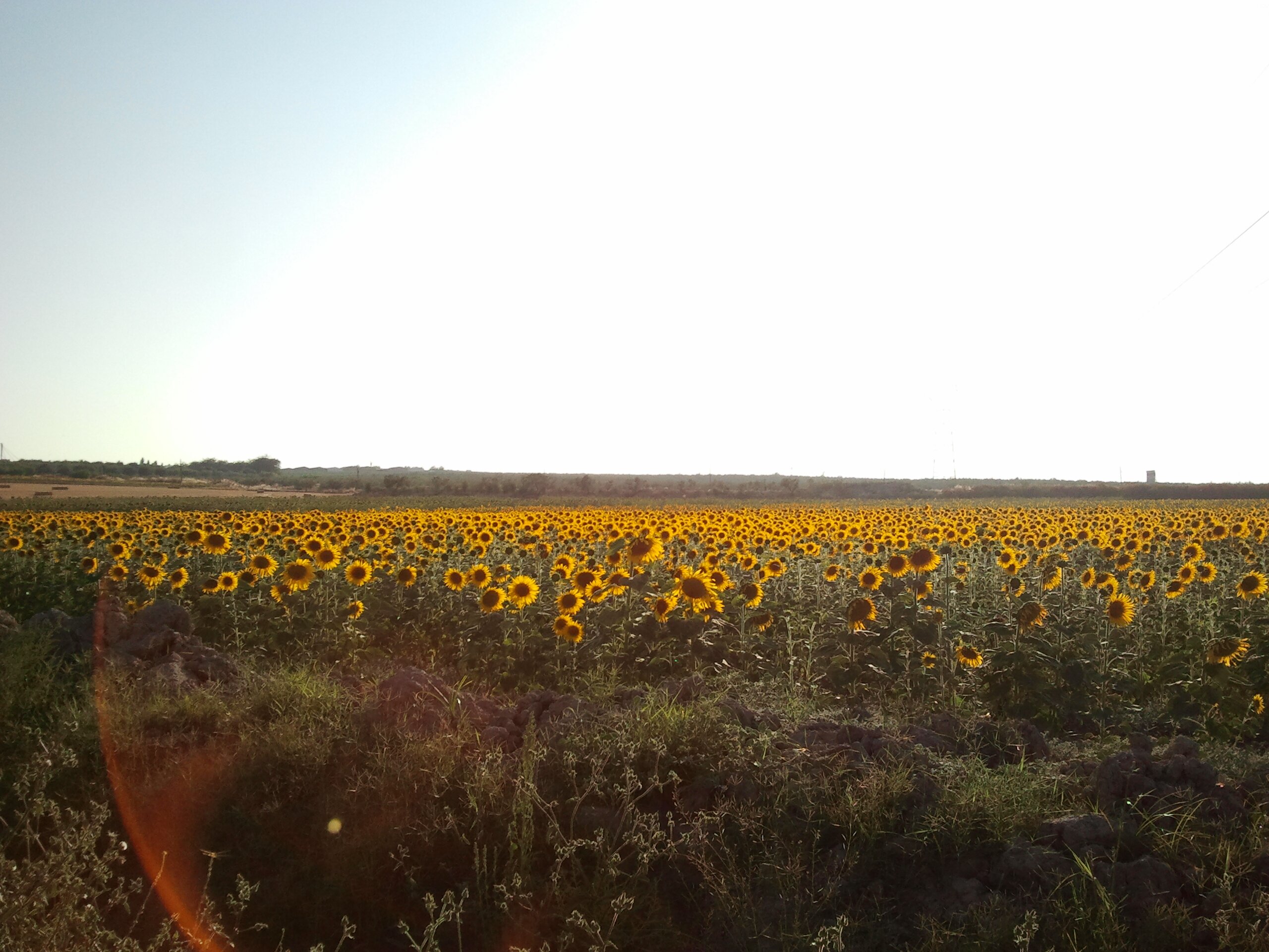 MariKill Bill. banner