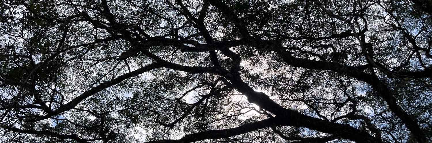 LauraT_Sanchez's profile banner image
