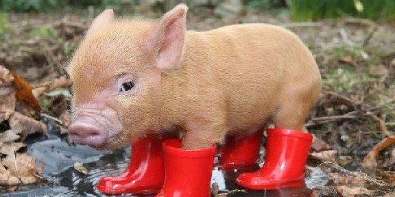 1000cochons's profile banner image