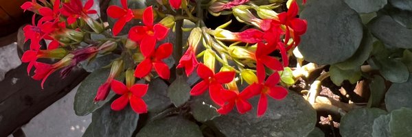 CPriyadarshini Profile Banner