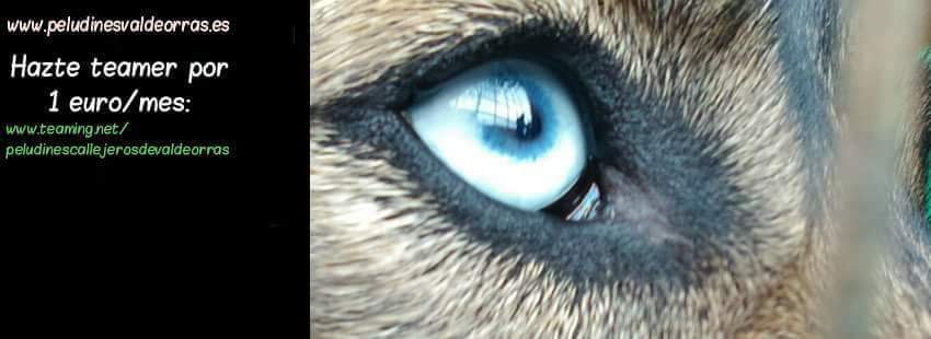 PelusValdeorras's profile banner image