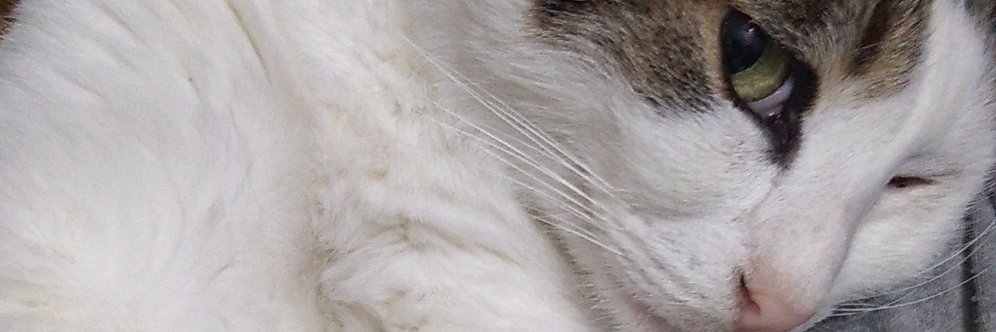 macitoguz's profile banner image