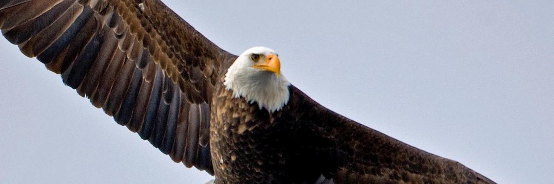 TUTHMOSIS's profile banner image