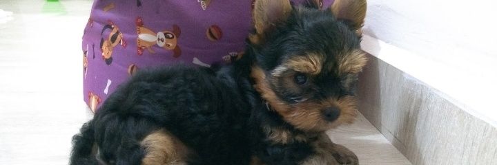 CamilaRickhoff_'s profile banner image