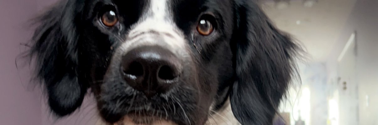 irylegh's profile banner image