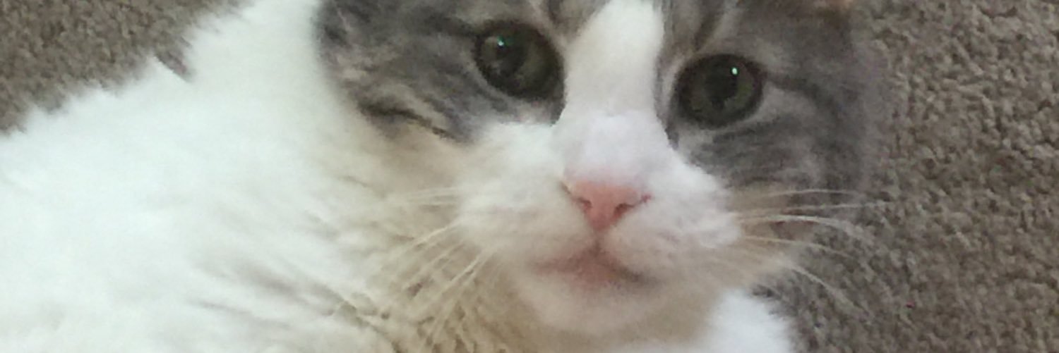 Marley_Cat's profile banner image