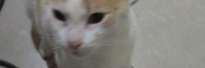 sucubabe's profile banner image