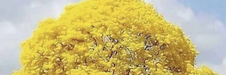 DavidDavo33's profile banner image