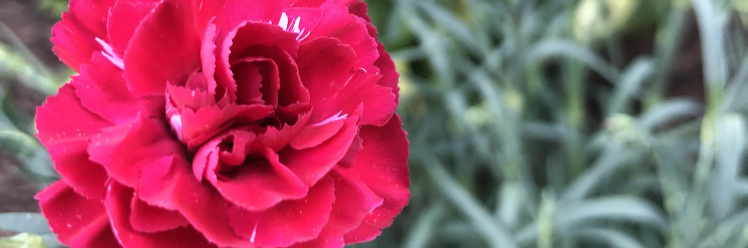 em_grass's profile banner image