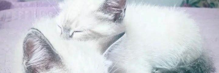 botti_p's profile banner image