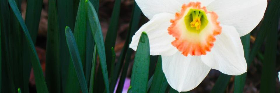 SmthgNice4U's profile banner image