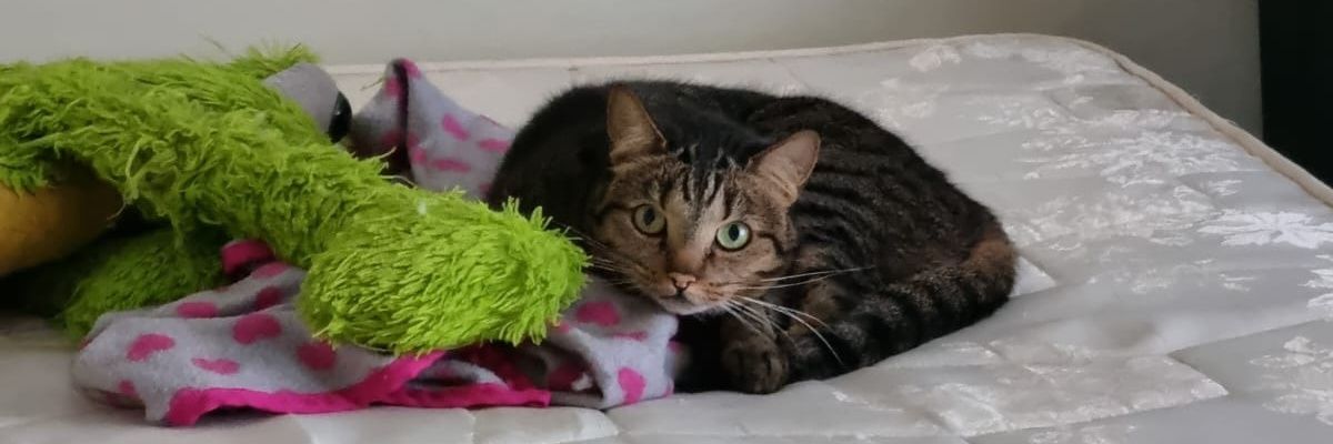 EvdSwane's profile banner image