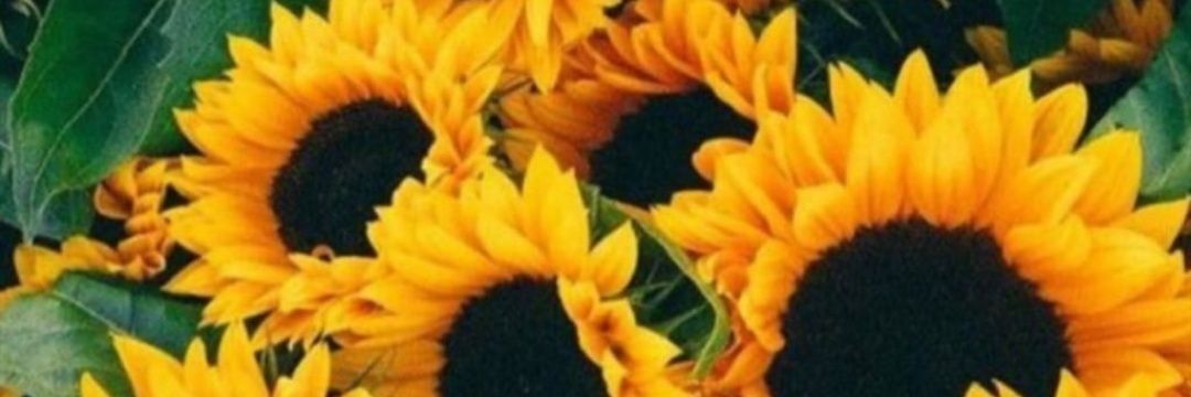 bintudaou's profile banner image