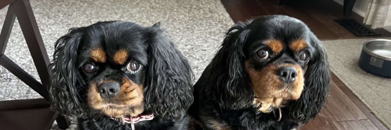 Sofia, Enzo, & Luca Bucci banner