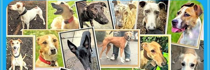 LurcherLink's profile banner image