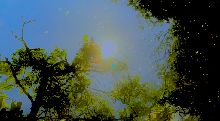 Muireann Levis banner