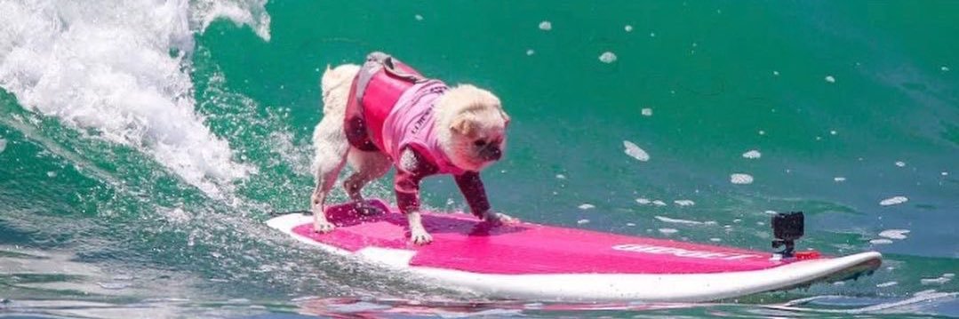 Surf Gidget The Pug ®️'s banner