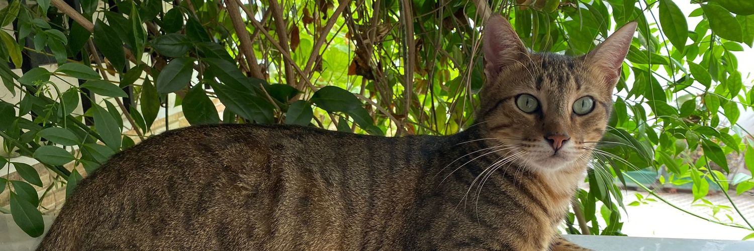 Marinia 🇪🇦 banner