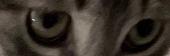 SophiePlt's profile banner image