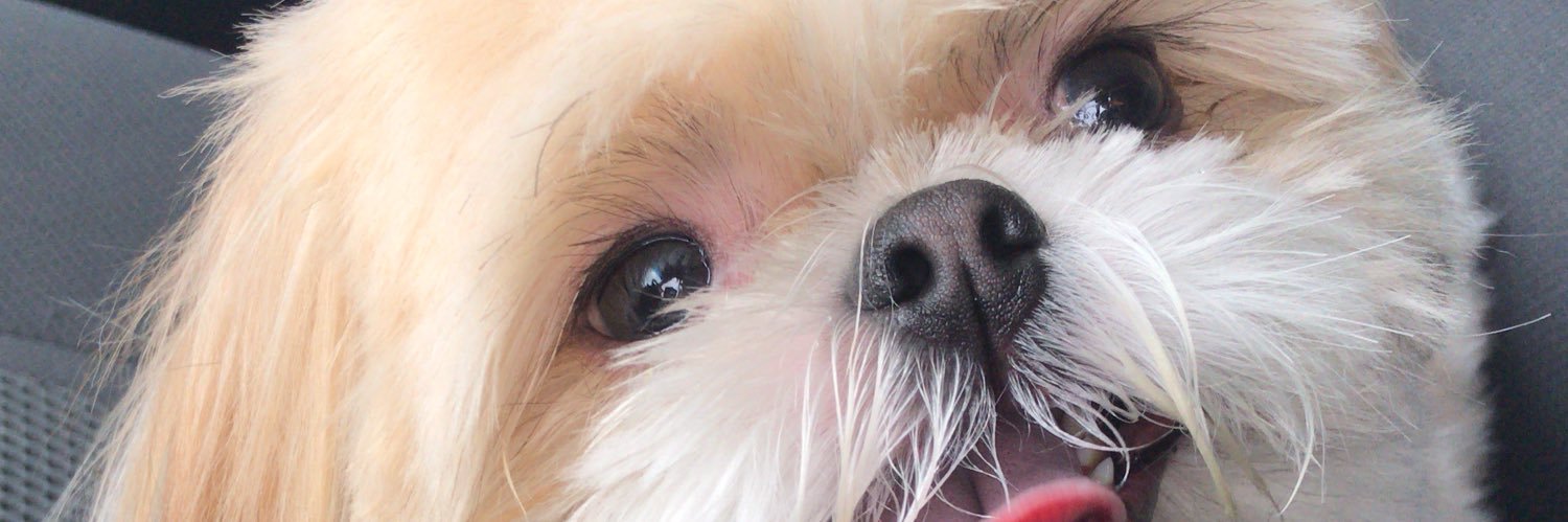 Alinne_DM's profile banner image