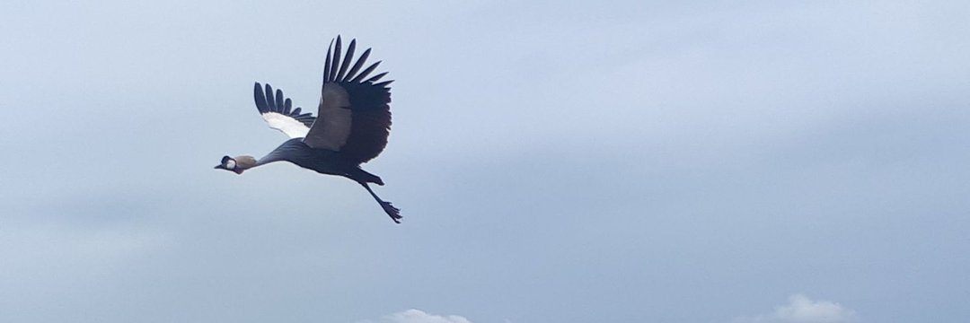 kimerajab's profile banner image