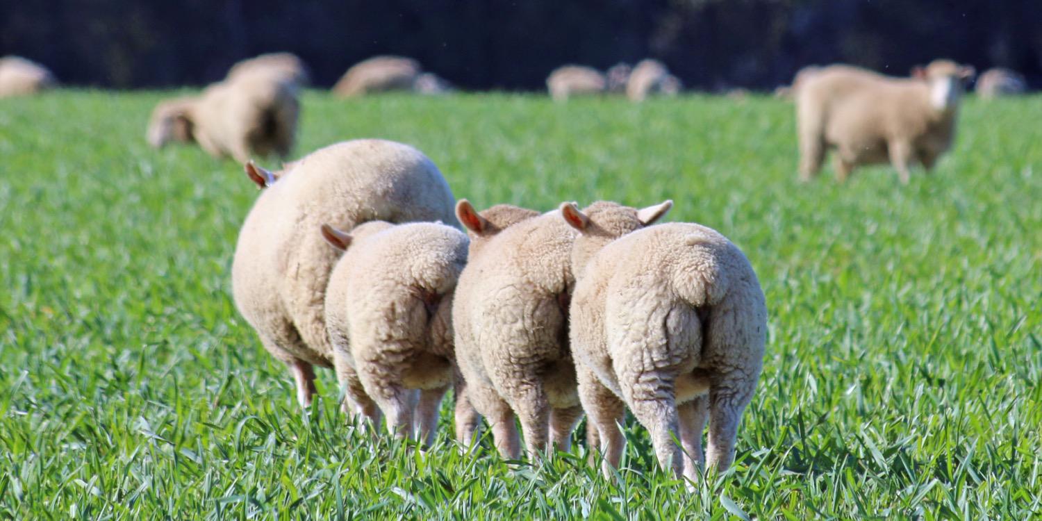 whitesuffolk's profile banner image
