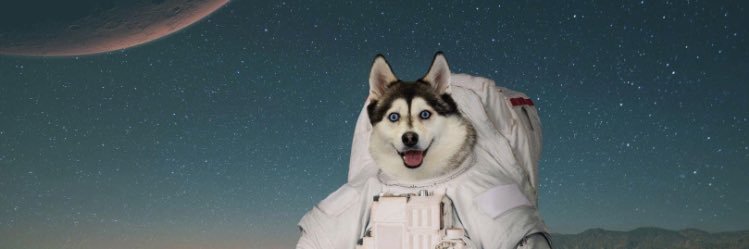 Cosmic Husky banner