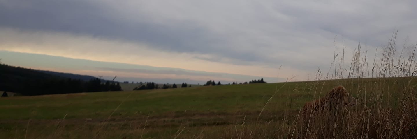 adeladenk's profile banner image