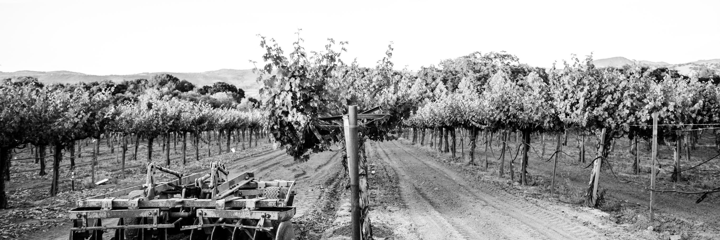 HoopesVineyard's profile banner image