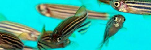 Zebrafish Husbandry Association (ZHA) banner