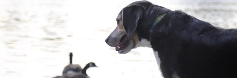 ESteltzer's profile banner image