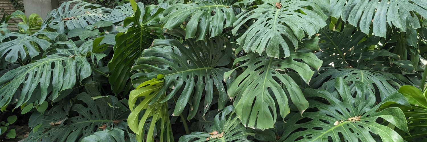 Rose Shepherd banner