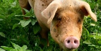 piggydaddy's profile banner image
