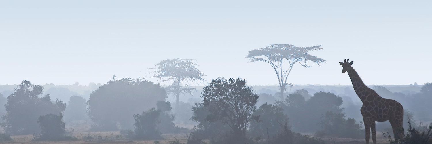 zarafagroupware's profile banner image